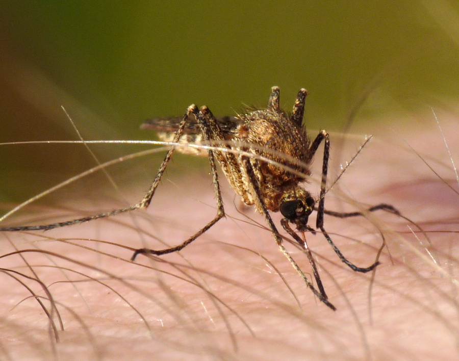 Due specie di Aedes